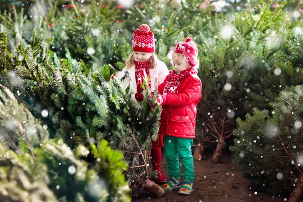 As crianças selecionam a árvore de Natal. Família comprando árvore de Natal . — Fotografia de Stock