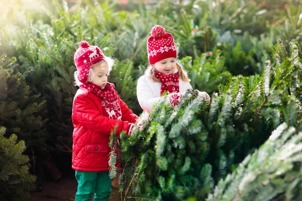 As crianças selecionam a árvore de Natal. Família comprando árvore de Natal . — Fotografia de Stock