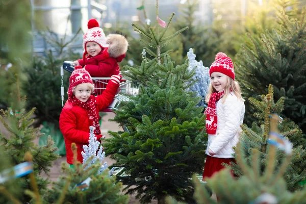 Niños seleccionando el árbol de Navidad. Compras regalos de Navidad . — Foto de Stock