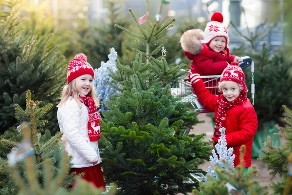 Crianças selecionando árvore de Natal. Natal presentes compras . — Fotografia de Stock