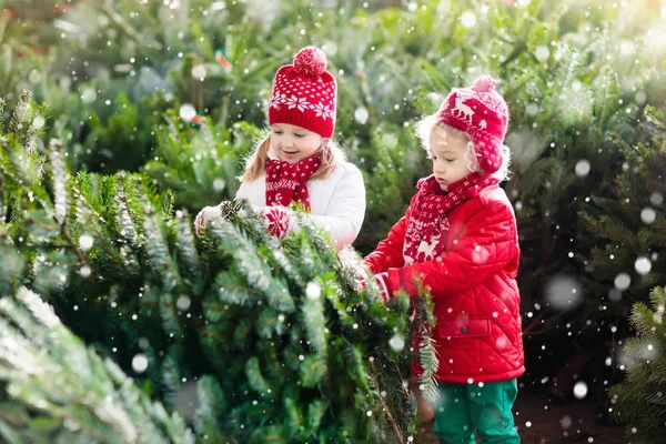 Les enfants choisissent l'arbre de Noël. Achat famille Arbre de Noël . — Photo