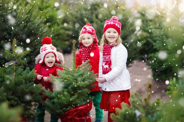 Çocuklar Noel ağacı seçerek. Xmas hediye alışveriş. — Stok fotoğraf