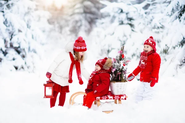 Děti s vánoční stromeček. Snow zimní radovánky pro děti. — Stock fotografie