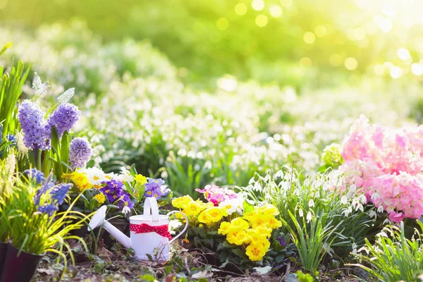 Jardim de primavera com flores. Ferramentas de jardinagem . — Fotografia de Stock