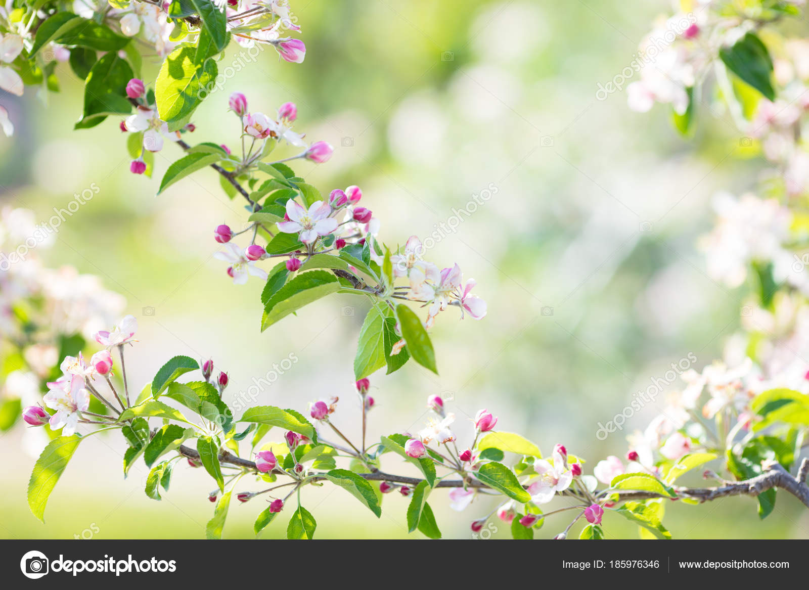 桜咲く花 春の花の庭 ストック写真 C Famveldman 桜咲く花 春の花の庭 ストック写真 C Famveldman