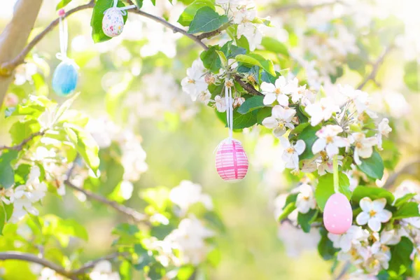 Easter eggs on blooming cherry tree. — Stock Photo, Image