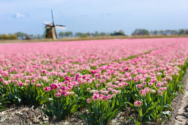 Pole s tulipány a větrný mlýn v Holandsku, Nizozemsko. — Stock fotografie