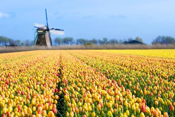 Bollenvelden en windmolen in Holland, Nederland. — Stockfoto