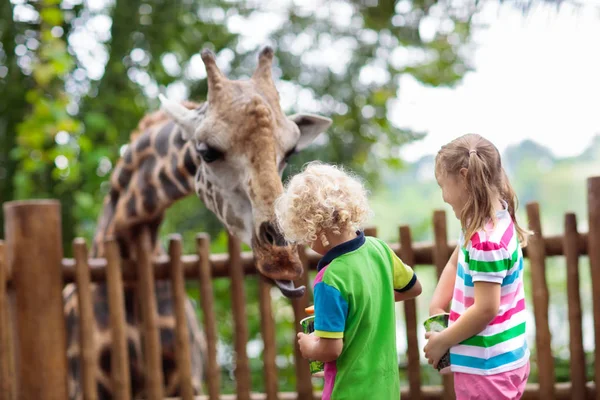 Keluarga Memberi Makan Jerapah Kebun Binatang Anak Anak Memberi Makan — Stok Foto