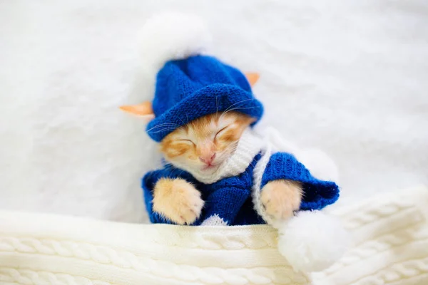 Kazak ve şapkalı bebek kedi. Kedi uyku. — Stok fotoğraf