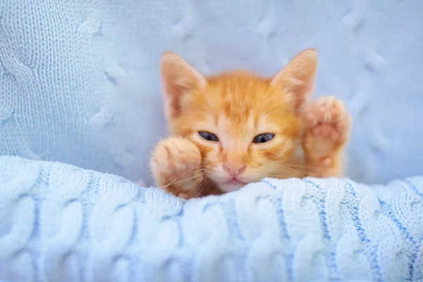 Gatinho. Gatinho de gengibre dormindo sob cobertor — Fotografia de Stock