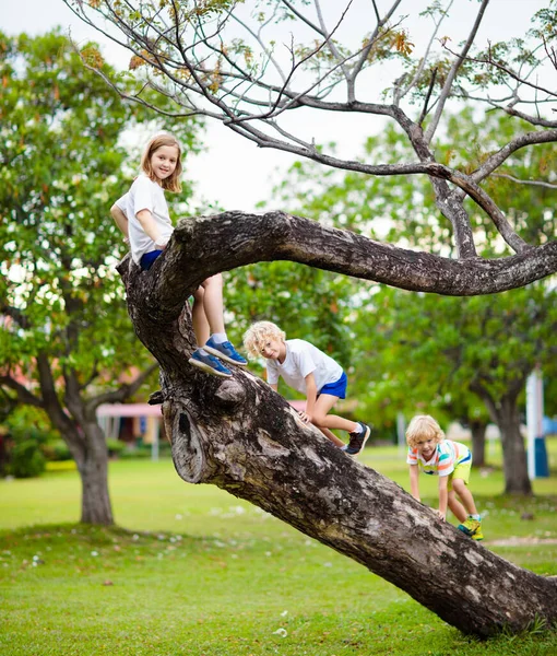 Los niños suben al árbol en el parque de verano. Escalada infantil . — Foto de Stock