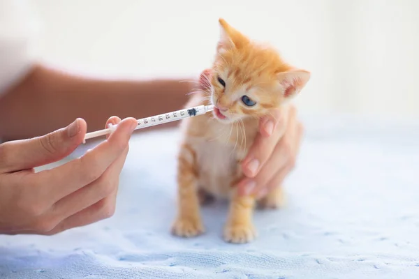 Kitten at vet clinic. Cat vaccination at doctor. — Stock Photo, Image