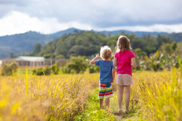 Kinderen bezoeken rijstplantage in Azië. Paddy-veld. — Stockfoto