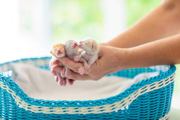 Gatito Durmiendo Manos Hombre Dueño Mascota Gato Acogedora Hora Del — Foto de Stock