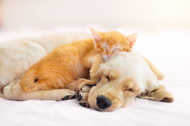 Kedi ve köpek birlikte yatıyor. Yavru kedi ve köpek kestiriyor. Ev hayvanları. Hayvan bakımı. Aşk ve arkadaşlık. Evcil hayvanlar.