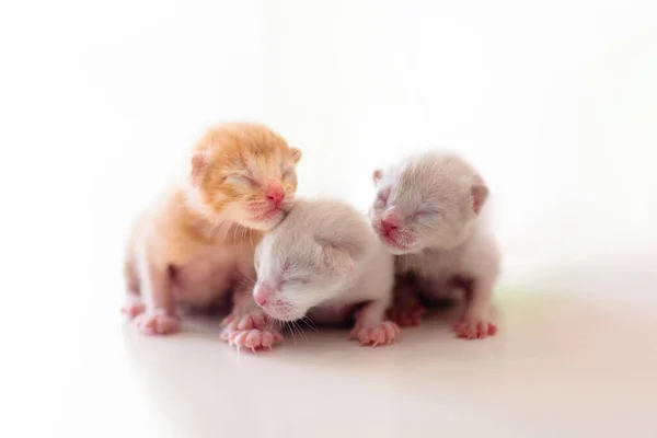 Gato Bebé Gatito Recién Nacido Jugando Animal Doméstico Mascota Gatos — Foto de Stock