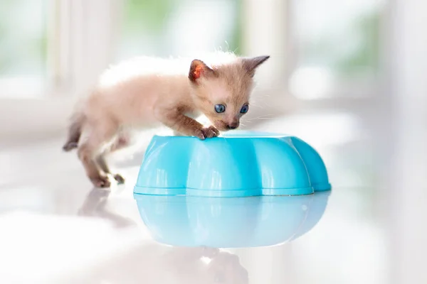 Baby cat. Siamese kitten eating cat food in white kitchen. Domestic animal. Home pet. Young cats. Cute funny cats play at home.