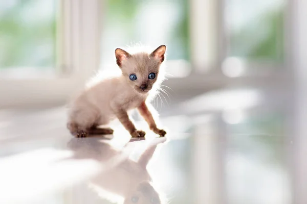 Kočičko Siamské Kotě Hraje Gauči Pletenou Přikrývkou Domácí Zvíře Domácí — Stock fotografie