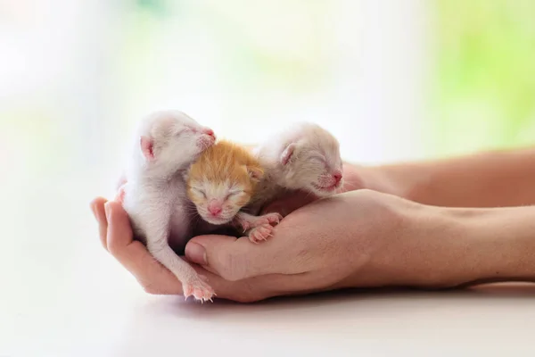 小猫睡在人手里 宠物主人和他的猫 舒服地睡觉 和宠物一起小睡 刚出生的小猫咪放松 动物之爱 — 图库照片