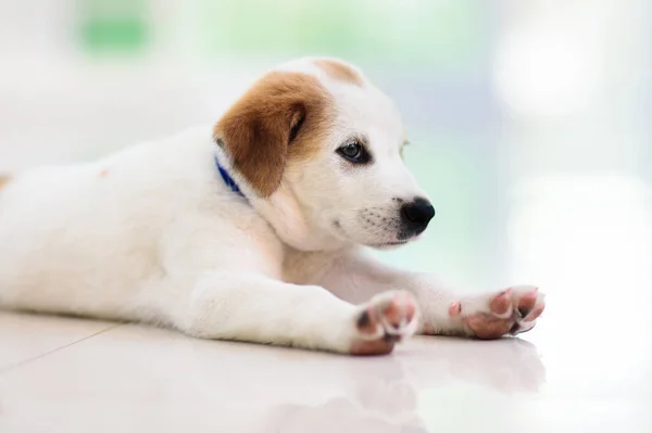Puppy Indoors Dog Playing Home Pet Cute Little Pup Sleeping — Stock Photo, Image