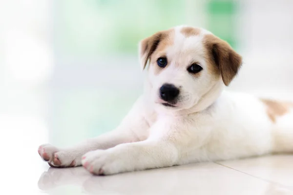 子犬を屋内で 犬の遊び 家のペット 白いタイルの床の上で眠るかわいい小さなカップ 家の中の動物 — ストック写真