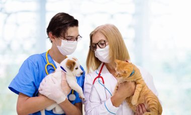 Veteriner köpek ve kediyi muayene ediyor. Veteriner doktorunda köpek ve kedi yavrusu. Hayvan kliniği. Hayvan kontrolü ve aşılama. Köpekler ve kediler için sağlık hizmeti.