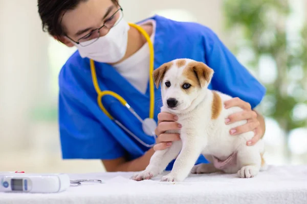 Chien Examen Vétérinaire Chiot Chez Médecin Vétérinaire Clinique Animale Contrôle — Photo