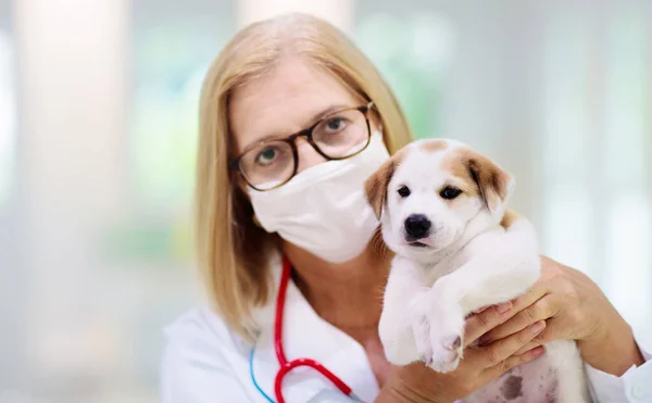 兽医检查狗 兽医的宠物狗动物诊所 宠物检查和疫苗接种 狗的健康护理 幼犬注射疫苗 — 图库照片