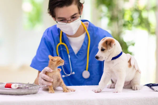 Dierenarts Die Hond Kat Onderzoekt Puppy Kitten Bij Dierenarts Dierenkliniek — Stockfoto