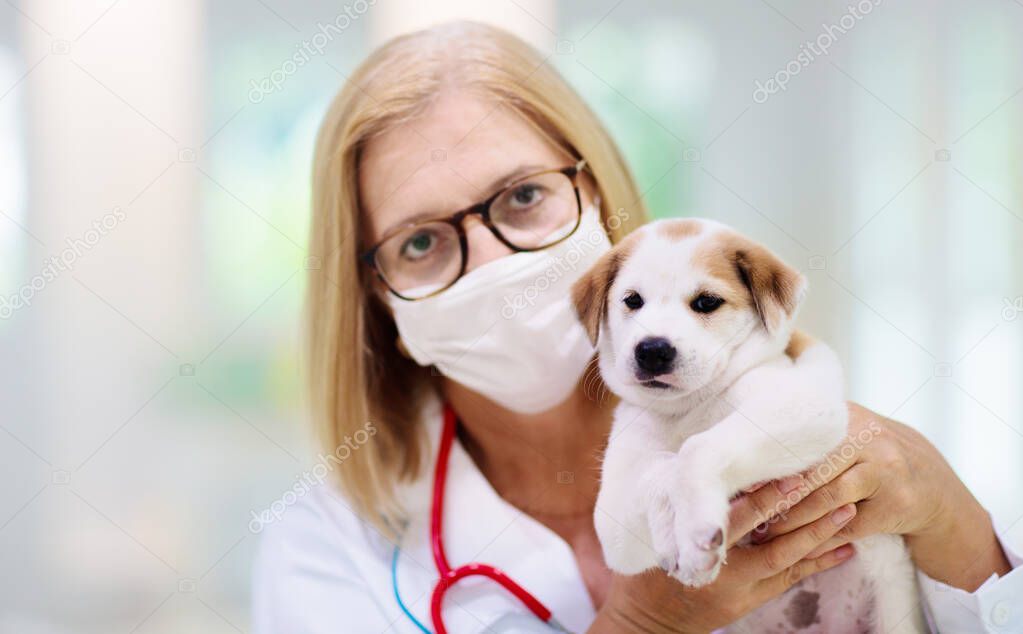 Vet examining dog. Puppy at veterinarian doctor. Animal clinic. Pet check up and vaccination. Health care for dogs. Baby dog getting injections.