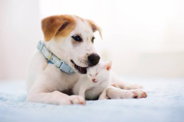 Kedi ve köpek birlikte yatıyor. Yavru kedi ve köpek kestiriyor. Ev hayvanları. Hayvan bakımı. Aşk ve arkadaşlık. Evcil hayvanlar.
