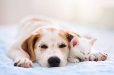 Kedi ve köpek birlikte yatıyor. Yavru kedi ve köpek kestiriyor. Ev hayvanları. Hayvan bakımı. Aşk ve arkadaşlık. Evcil hayvanlar.