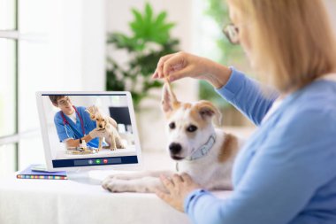Veterinerle çevrimiçi danışmanlık. Veteriner görüntülü sohbet yoluyla hayvanı inceliyor. Karantina sırasında köpek kontrolü. Veteriner doktor, evcil hayvanı konferans çağrısında kontrol ediyor. Uzaktan ilaç ve acil yardım.