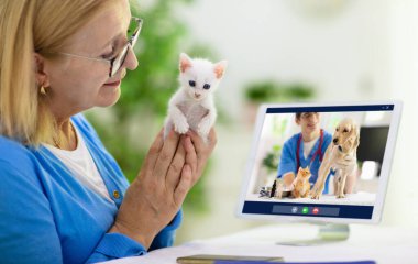 Veterinerle çevrimiçi danışmanlık. Veteriner görüntülü sohbet yoluyla hayvanı inceliyor. Karantina sırasında kedi kontrolü. Veteriner doktor, evcil hayvanı konferans çağrısında kontrol ediyor. Uzaktan ilaç ve acil yardım.