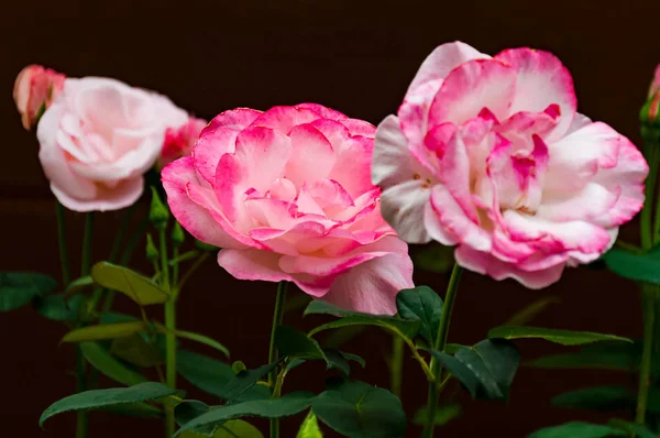 Três rosas — Fotografia de Stock