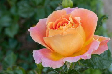 iki renkli pembe ve sarı