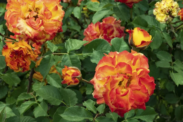 Yellow and orange Roses — Stock Photo, Image