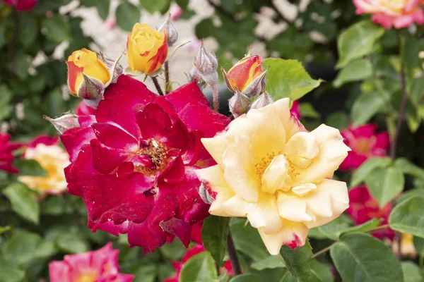 Duas rosas abertas cercadas por botões para florescer — Fotografia de Stock