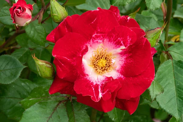 Rosa vermelha no rosebush jardim — Fotografia de Stock