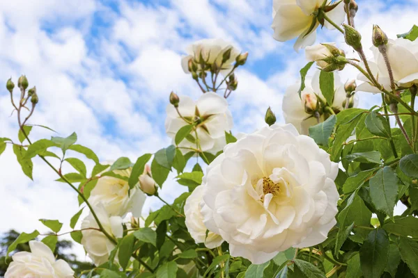 Rosas no céu — Fotografia de Stock