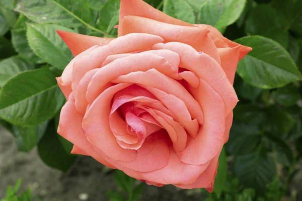 Коралловая роза в саду — стоковое фото