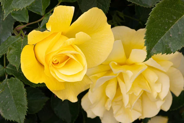 Rosas amarelas no jardim — Fotografia de Stock