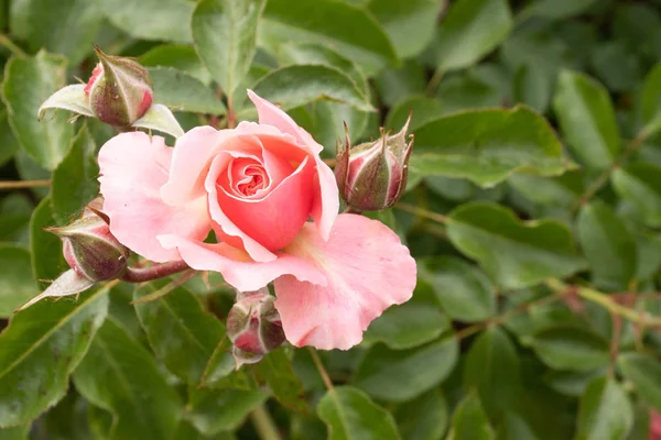 Rosas rosa no jardim — Fotografia de Stock