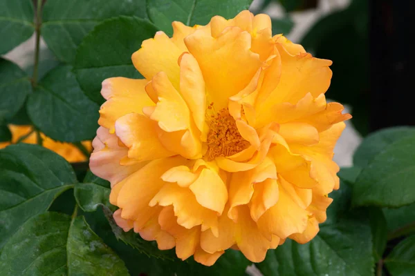 Rosas amarelas no jardim — Fotografia de Stock