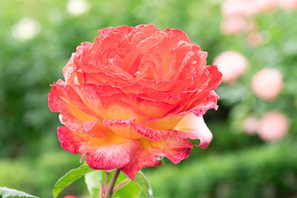 Coral and yellow rose in the garden — Stock Photo, Image
