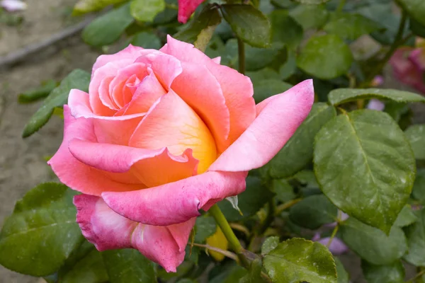 Bikolórová růže ve žluté a růžové — Stock fotografie