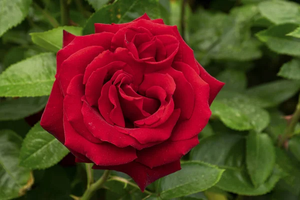 Rosa vermelha dobro — Fotografia de Stock