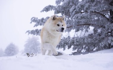 Oturum en perro en la nieve