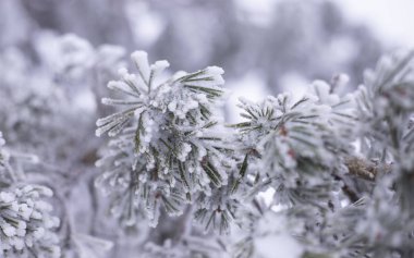 Oturum en perro en la nieve